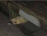 bag in the gutter