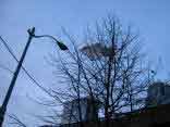 bag in a tree